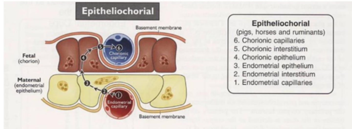 <p>6 layers</p><p>intact layer of fetal and maternal epithelium</p>