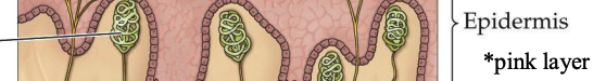 <p>Phasic sensory receptor found in the skin that detects movement over the skin. It is especially abundant in the fingertips and lips and is very sensitive to fine touch and pressure.</p>