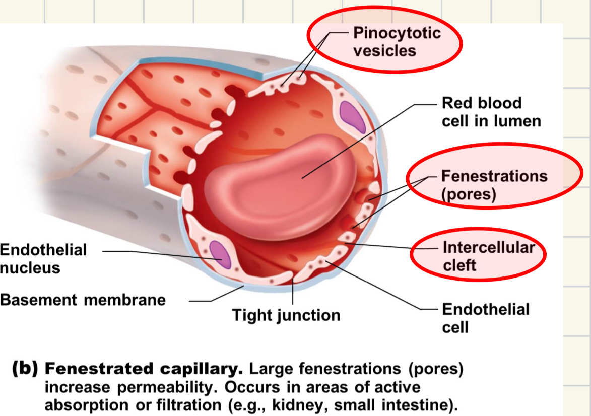 <ul><li><p>medium amount of permeability</p></li><li><p>epithelial cells join by tight junctions</p></li><li><p><strong><mark data-color="yellow">occurs at high rates of exchange</mark></strong></p><ul><li><p><strong><mark data-color="yellow">s.intestine, endocrine glands</mark></strong></p></li></ul></li><li><p>fenestrations aka <strong>PORES</strong>, intercellular clefts, and pinocytotic vesicles allow permeability</p></li></ul>