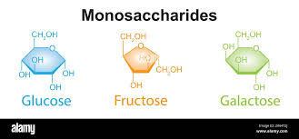 <p>Single sugar unit that has the general formula CX (H2O)y e.g. glucose.</p>