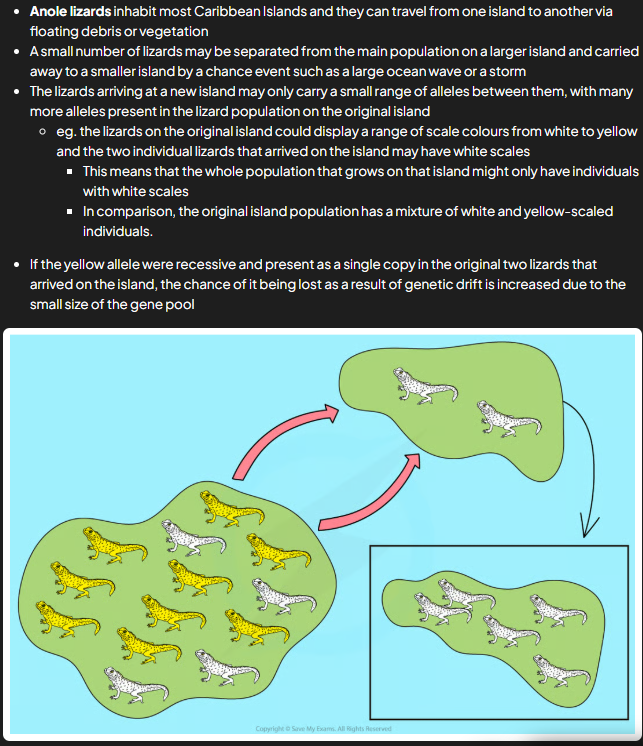 <ul><li><p>occurs when small no. individuals from large parent pop start new pop and can come about as result of chance e.g. storm separates small grp of indi from main pop</p></li><li><p>as new pop made up of only few indi from og pop, only some of total alleles from parent pop present e.g. not all gene pool present in smaller pop</p></li><li><p>bc pop results from founder effect is very small, more susceptible to effects of gen drift</p></li></ul><p></p>