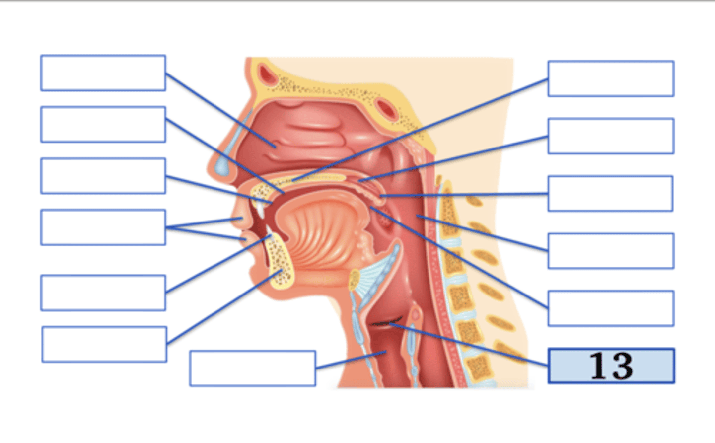 <p>glottis;</p><p>voiceless glottal fricative</p>