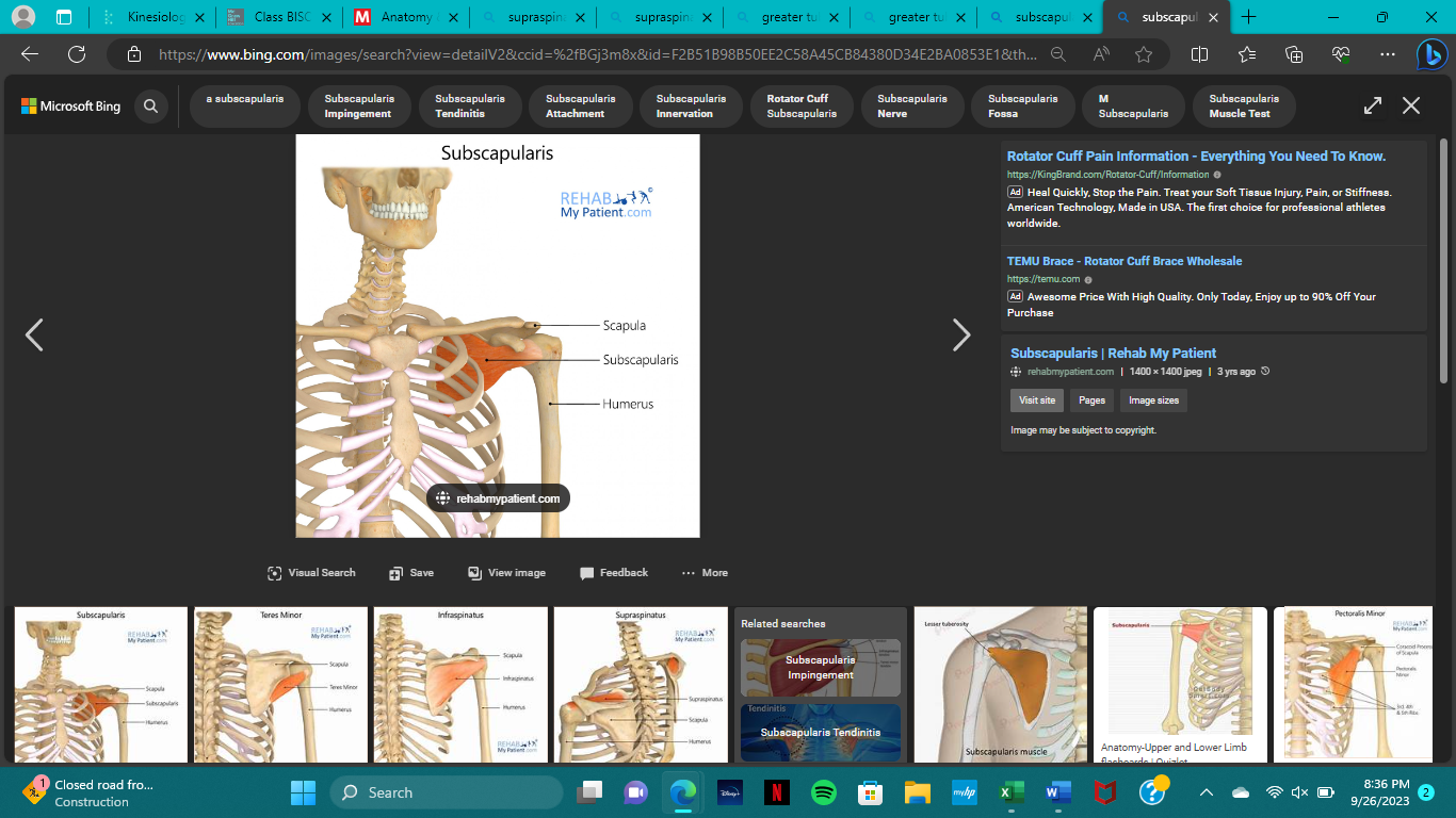 <p>origin of subscapularis</p>