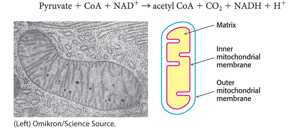 <p><span><strong><span>…within the matrix. </span></strong></span></p>