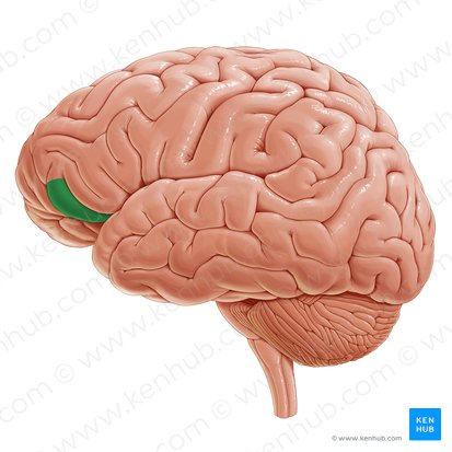 <p>Brain viewed from side</p>