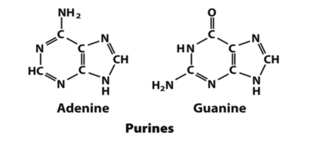 Venant des bases purines, nous avons l'adénine et la guanine. 