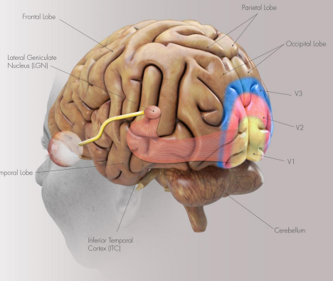 <p>• Primary visual cortex (V1) • Contains retinotopic map • Secondary visual cortex (V2) • Orientation, color, depth information • Third visual cortex (V3) • Dorsal V3: motion • Ventral V3: representation of visual field • V4 – V6: • Directions of movement, simple properties of objects, e.g. general shape</p>