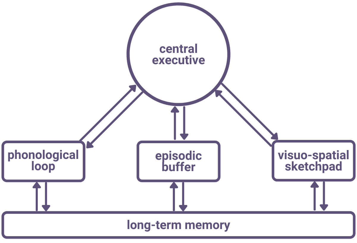 <p>A representation of STM</p><p>Suggests that STM is a dynamic processor of different types of info using subunits co-ordinated by a central decision making system.</p>