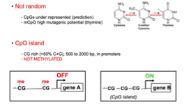 <p><span><span>Sur les dinucléotides CG.</span></span></p><p><span><span>→ Pas dans les contextes CC, CA ou CT car seule la configuration CpG est symétrique sur les brins antiparallèles de l’ADN et permet un maintien fidèle.</span></span></p><p><span><span>→ les deux brins de la double hélice ont une polarité opposée.</span></span></p>