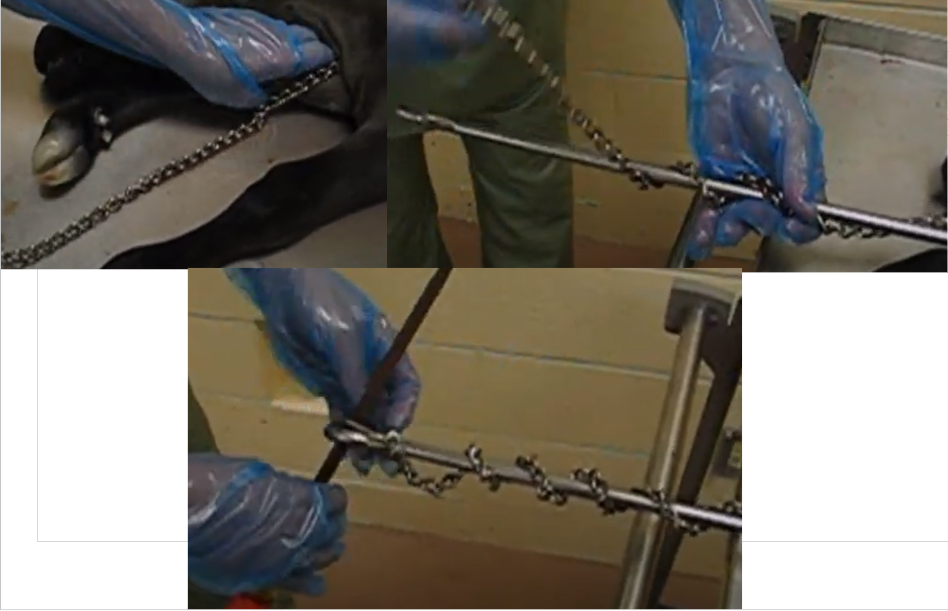 <ol><li><p>Put a chain on each limb as high up as possible (ideally over elbow on cranial and hock for caudal)</p></li><li><p>Wrap the chains around the detorsion bar in the direction you want the calf to go</p></li><li><p>Place a rod through the hole at the end of the detorsion bar and wrap the chain around that</p></li><li><p>Start turning - check to make sure the chain isn’t getting caught in the vagina frquently</p></li></ol><p></p>
