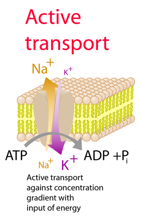 <p>Sodium Potassium Pumps are Carrier Proteins used during <strong>Active Transport</strong> to pump Na+ ions out, and K+ ions into the cell. <strong>It requires ATP.</strong></p>