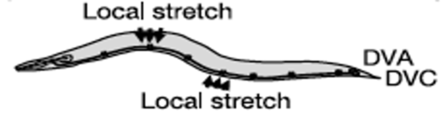 <p>What was used to dissect proprioception at the molecular level?</p>