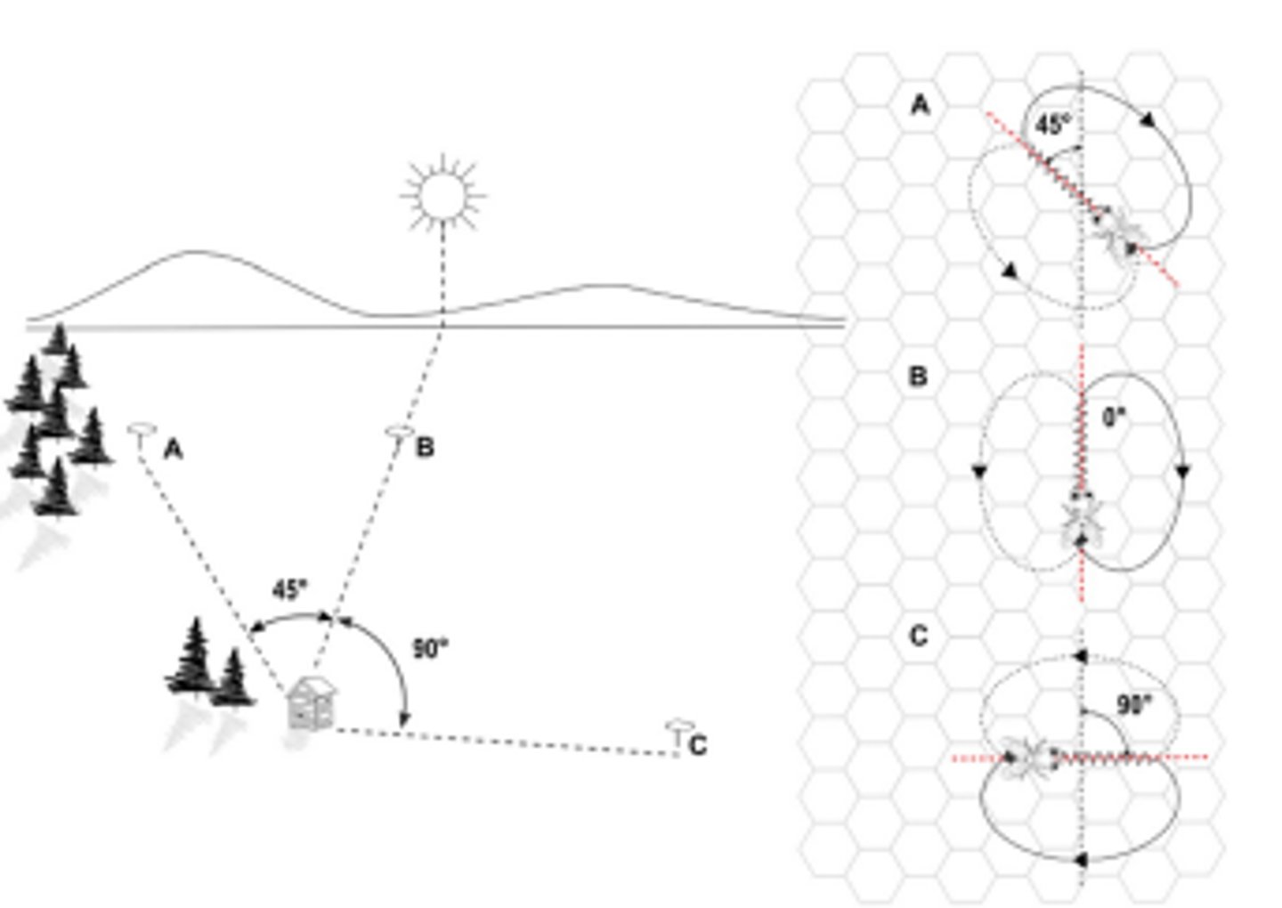 <p>waggle dance > how honey bees share foraging information with colony</p><p>figure 8</p><p>upward vertical run > directly toward sun</p><p>angular deviation to left or right of vertical > bearing left or right of sun horizontal position in sky</p><p>1 sec. increase = 1.00 km</p><p>adjusted as sun moves</p><p>bee didn't see waggle dance in early foraging > less sufficient w dance</p>