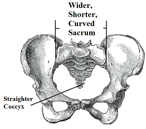 shallow, wide, oval, pubic arch \>90 degrees
