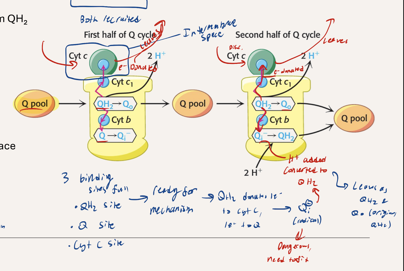 <p>Ubiquinol (QH2) and Ubiquinone (Q) from the Q pool are used. Another QH2 from the Q pool enters, donates 1e- to cytochrome C (reducing it) which then proceeds to C4. The other e- gets donated to the reactive radical Qi- and 2H+ get added as well, converting it to QH2. The QH2 rejoins the Q pool. 2 H+ get pumped out to the intermembrane space</p>