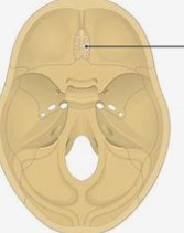 <p>what bone structure is the arrow pointing to?</p>