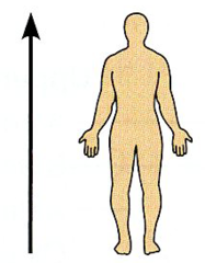 <p>Toward the head end or upper part of a structure of the body; above.</p><p><strong>*Mainly used to describe the head and trunk (core).</strong></p>