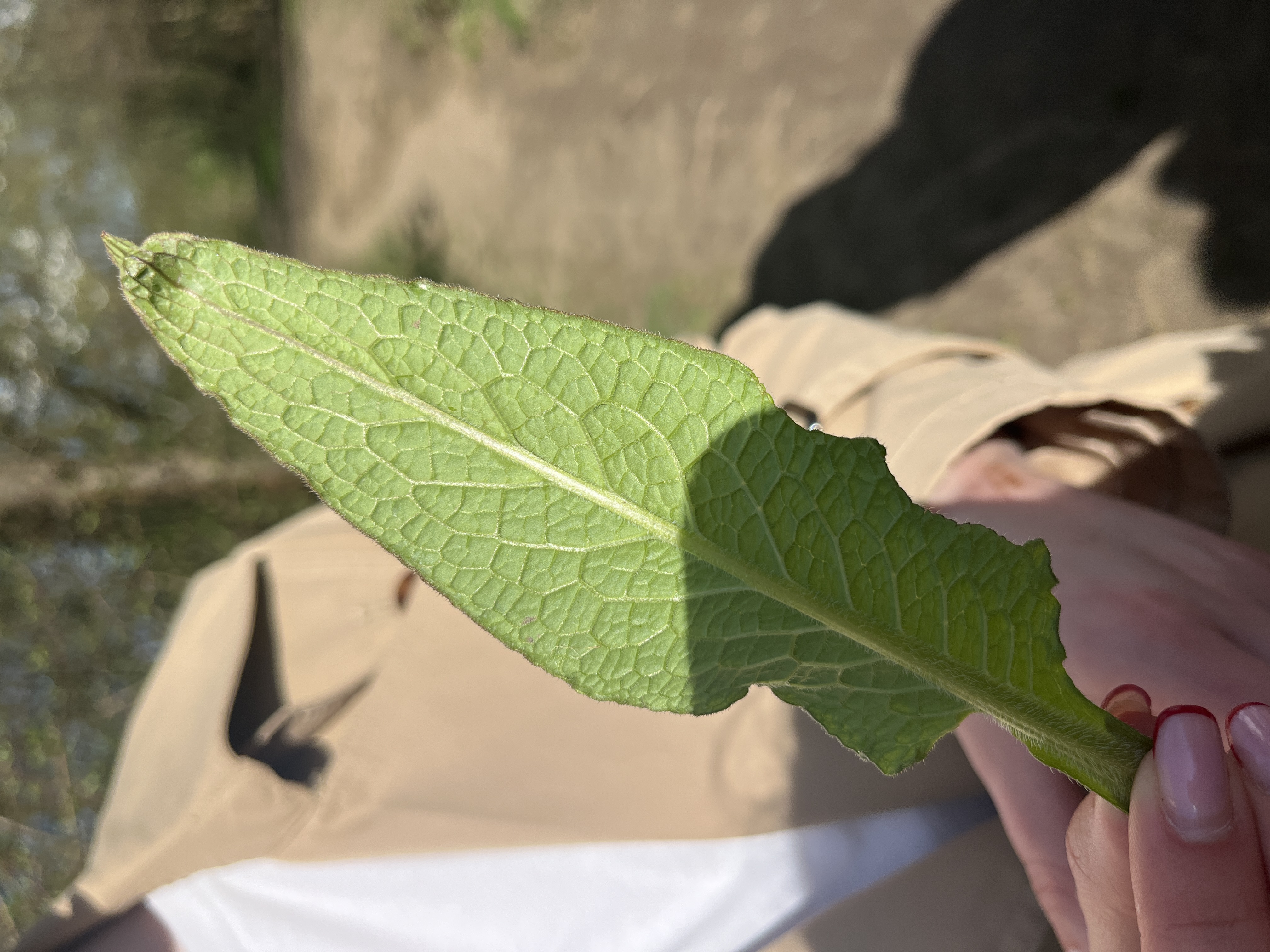 <p>kostival lékařský, symphytum officinale</p>