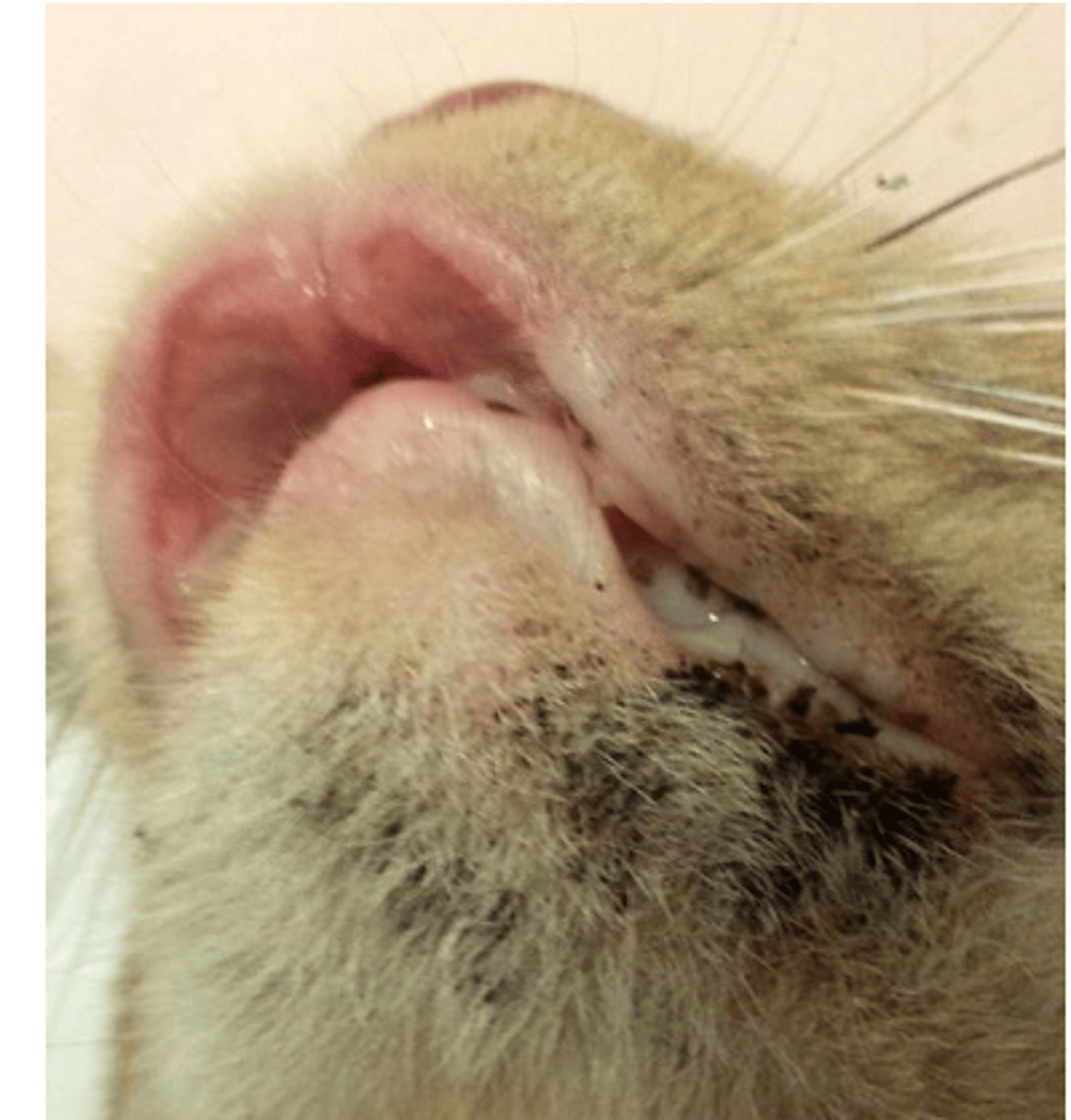<p>feline chin acne is a common clinical sign of what yeast infection? what sample would we take?</p>