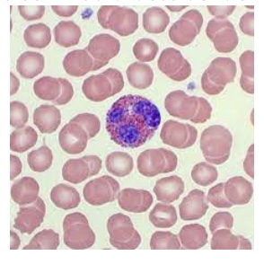 <p><span style="font-family: Helvetica; font-size: 12px;">This cell would best be identified as:</span></p>
