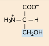 <p>polar, uncharged R groups</p>