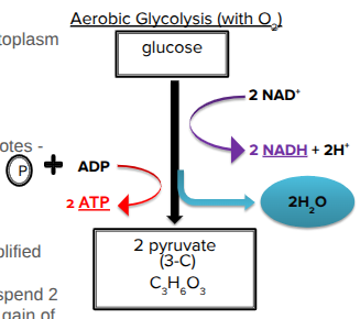 <ul><li><p><span style="background-color: transparent;"><span>Occurs outside of mitochondria in the cytoplasm</span></span></p></li><li><p><span style="background-color: transparent;"><span>Can occur with or without O</span><sub><span>2</span></sub><span> </span></span></p><ul><li><p>With: respiration</p></li><li><p>Without: fermentation</p></li></ul></li></ul><ul><li><p><span style="background-color: transparent;"><span>Partially oxidizes glucose (6C) to 2 pyruvates (3C)</span></span></p></li></ul><ul><li><p><span style="background-color: transparent;"><u><span>Net gain</span></u><span>: </span><strong><span>2 ATP +</span></strong><span> </span><strong><span>2NADH</span></strong></span></p></li><li><p><span style="background-color: transparent;"><span>Also makes </span><strong><span>2H</span><sub><span>2</span></sub><span>O</span></strong></span></p></li></ul><p></p>