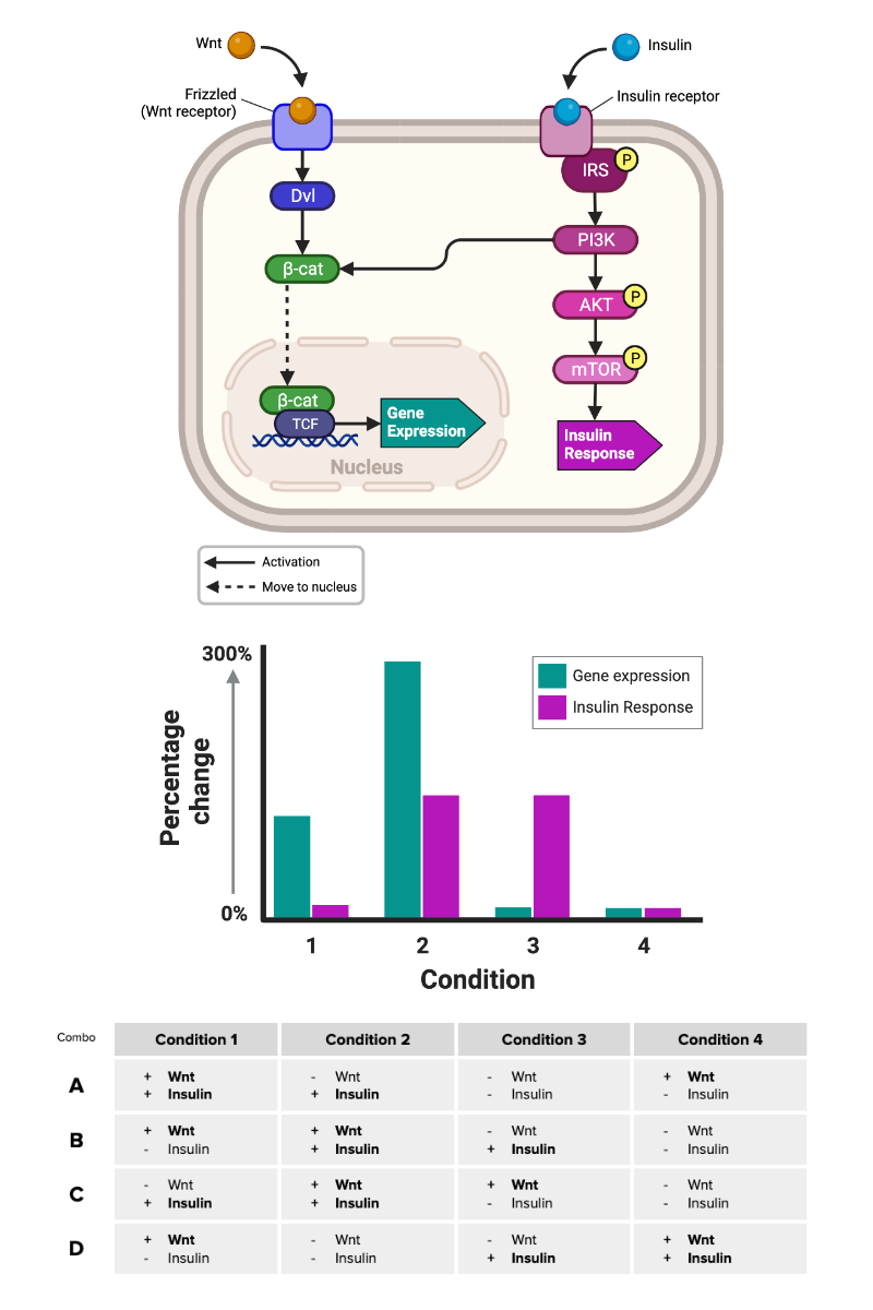 <p>Which row of the table (A through D) contains the combination of signaling molecules needed to produce the cellular response shown in the figure?</p><ul><li><p><span>a. Row A</span></p></li><li><p><span>b. Row B</span></p></li><li><p><span>c. Row C</span></p></li><li><p><span>d. Row D</span></p></li></ul><p></p>