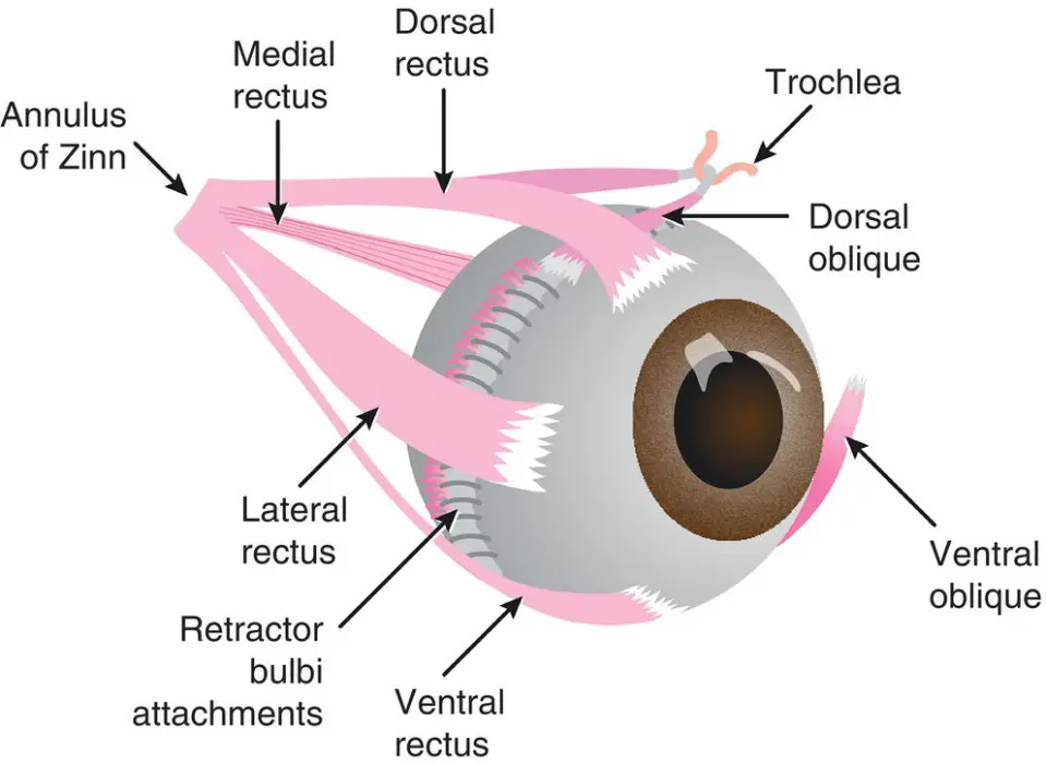 <p>The oculovestibular reflex, also known as the "doll's eye reflex" in dogs, is a neurological test that assesses the function of the brainstem, vestibular system, and extraocular muscles. It involves observing eye movements when the dog's head is moved, with a normal response being the eyes moving in the opposite direction of the head movement to maintain gaze on a stationary point. </p><ul><li><p>CN III (oculomotor nerve): The somatic portions of the oculomotor nerve innervate the ventral oblique muscle and the eye's dorsal, ventral, and medial rectus muscles. A lesion affecting this part of the nerve or associated nucleus leads to paralysis of the innervated extraocular muscles and ventrolateral deviation of the eye, known as strabismus.</p></li><li><p>CN IV (trochlear nerve): motor nerve that controls the movement of the dorsal oblique muscle of the eye. It is responsible for the depression and medial rotation of the eye.&nbsp;</p></li><li><p>CN VI (abducens nerve): Provides motor function to the lateral rectus extraocular muscle and retractor bulbi. Examined by touching the globe and observing for retraction (also tests V for sensory). Responsible for physiologic nystagmus when turning head (also involves III, IV, and VIII)</p></li><li><p>CN VIII (vestibulocochlear nerve): vestibular dysfxn is suggested by the presence of a head tilt, leaning, falling or rolling, ataxia, and nystagmus.  Pathologic nystagmus is characterized by the direction of the oscillations (horizontal, rotary, vertical) and typically has distinct fast and slow phases. Nystagmus is named according to the direction of the fast phase. When moving the head from side to side, nystagmus develops in normal animals with the fast phase in the direction of head movement. This normal physiologic nystagmus or oculovestibular reflex may be depressed in animals with vestibular disease. Strabismus can also be seen with vestibular disease, and it is often elicited by changing the position of the head. Cranial nerves innervating the extraocular muscles of the eye (CN III, IV, and VI) are closely connected to the vestibular system. These pathways function to maintain the position of the eyes concerning the head and body.</p></li></ul><p></p>