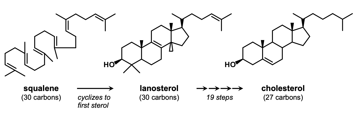 <p>Squalene is a triterpene (3 monoterpenes = 6 isoprenes = 30 carbons) and is the precursor to cholesterol in animal cells.</p>