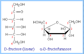 <p>the numbering of ring carbons then continues in a direction (clockwise or counter-clockwise)</p>