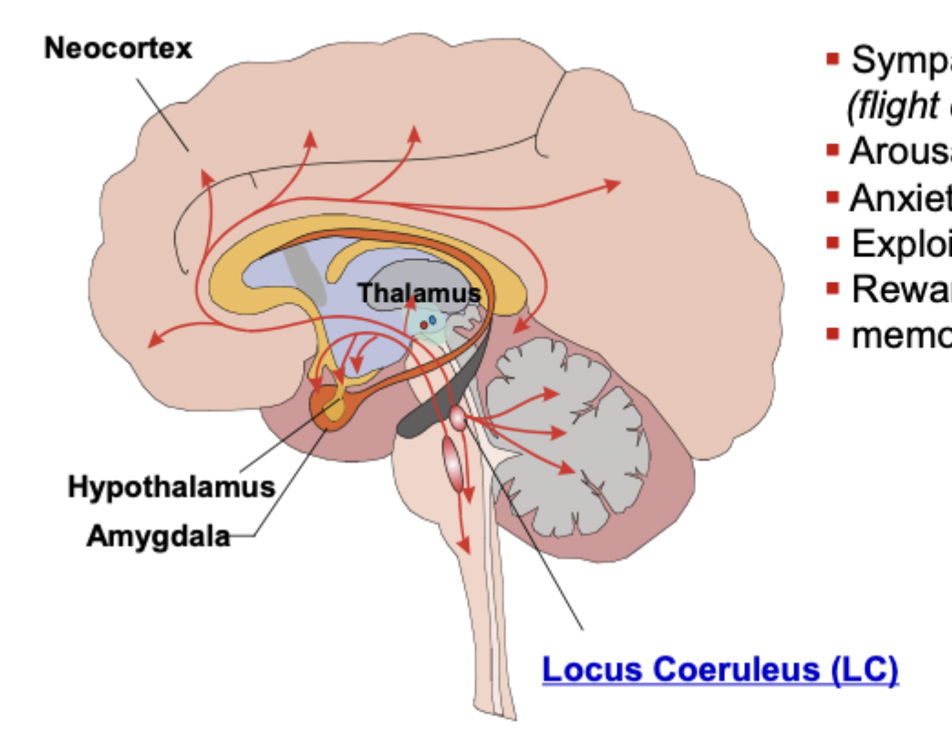 <p>locus coeruleus (LC), hypothalamus, amygdala, neocortex</p>