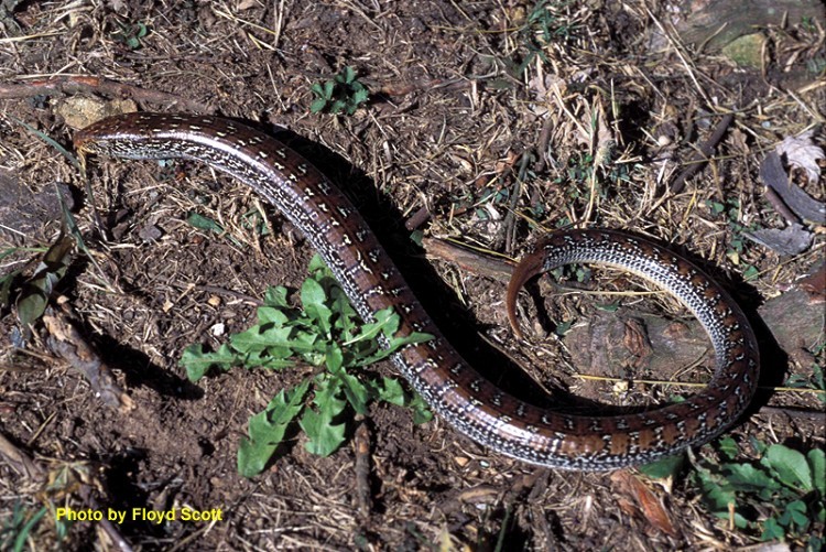 <p>A long, slender, legless lizard (22.0 to 46.0 inches in length) that looks similar to a snake.   Distinguished from snakes by having movable eyelids, external ears, and small scales on the belly.   A fold of skin running along each side of the body, termed lateral groove (or fold), is distinct.   Body color is brownish or tan with narrow black stripe in the center on juveniles.   Narrow, dark, longitudinal stripes run down the sides, above and below the groove, from head to tail.   Older specimens may have light, irregular crossbands on back and tail.</p>