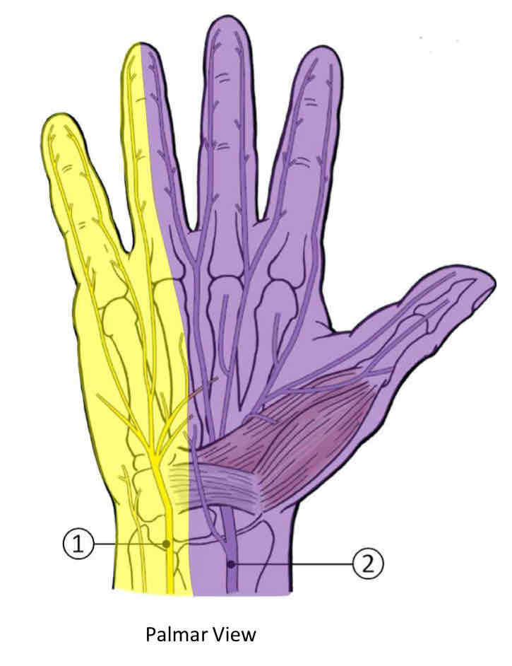 <p>Sensory Nerves of Palmar View of the Hand</p>