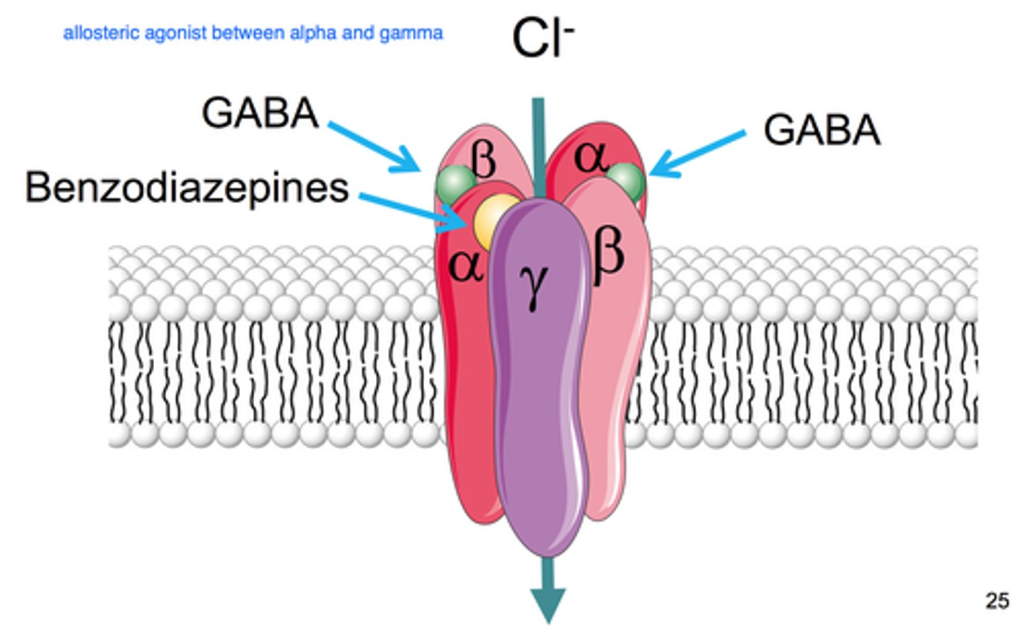 <p>By opening chloride channels, neurons will become hyperpolarized as the negative charge rushes in, decreasing neuronal firing rate, which results in relaxation.</p>