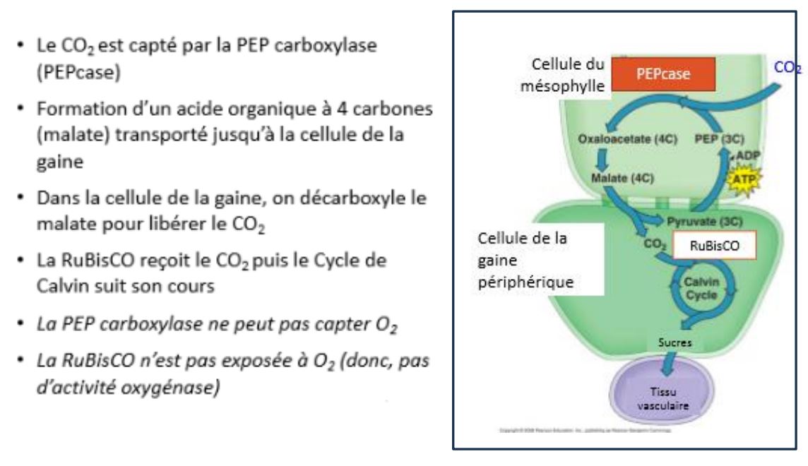 <p>Se déroule au niveau deux cellules différentes: Une cellule du mésophylle et une cellule de la gaine. </p><p>➢ Le CO2 entre dans le cytoplasme des cellules du mésophylle dans lequel il se dissout. Le CO2 est donc présent sous sa forme hydratée HCO3-</p><p>Le HCO3- est combiné à une molécule organique, le phosphoenolpyruvate (PEP) pour former de l'oxaloacétate,( une molécule à quatre atomes de carbone). C'est pour cette raison que ce type de photosynthèse est appelé C4. </p><p>➢ L’oxaloacétaterésultant est ensuite réduit en malate ou transaminé(ajout d’un gr. amine) en aspartate. </p><p>➢ Se déroule au niveau du chloroplaste d' une cellule du mésophylle.</p>