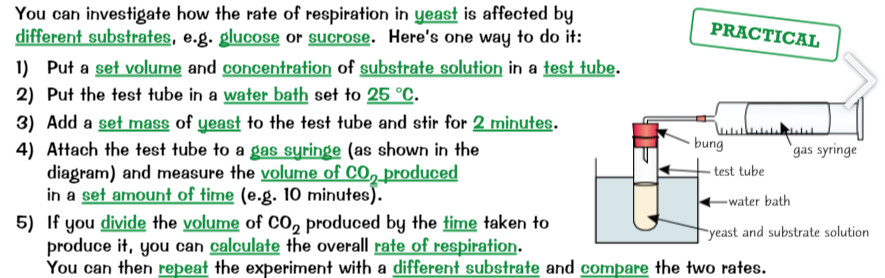 <p>Respiration rate (practical)</p>