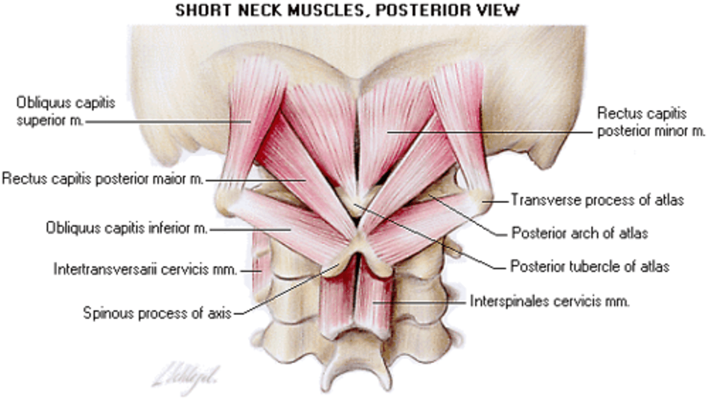 <p>Function: Rotation of C1 and C2</p><p>Innervation: Suboccipital nerve</p><p>Vascularization: Vertebral artery</p>