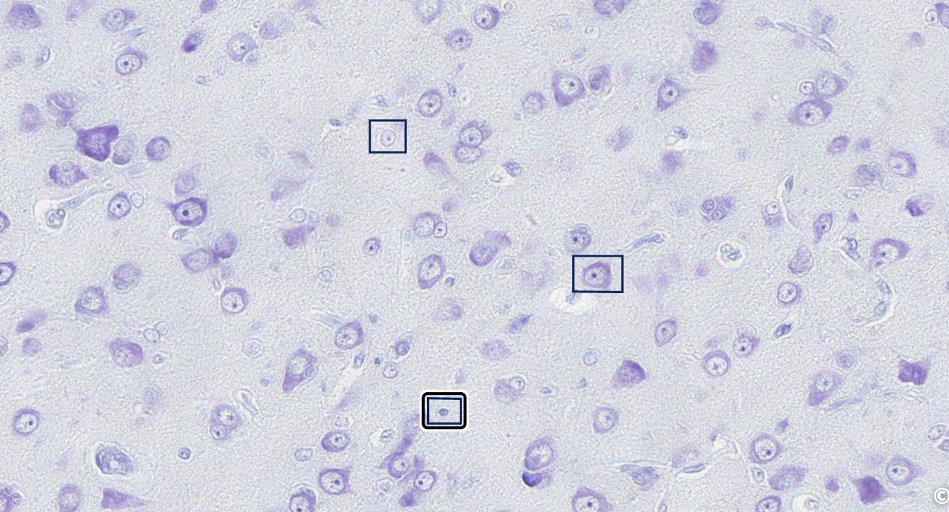 <p>label glial cells</p>
