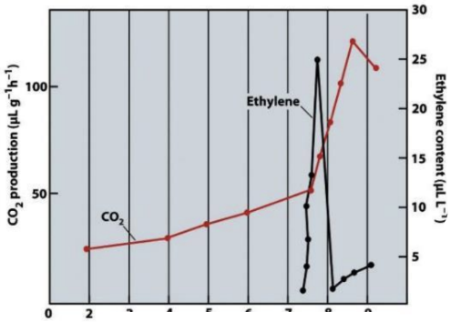 <p>What proceeds ripening and induces the increase in respiration?</p>