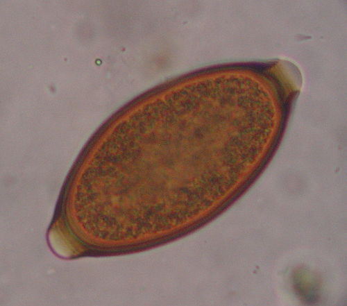 <p>A whipworm parasite causing whipworm infection in dogs, transmitted via ingestion of infective eggs, leading to watery diarrhea and weight loss.</p>