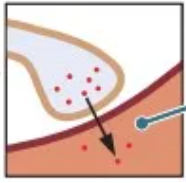 <p>Axon terminal ends on a tiny blood vessel and secretes transmitter directly into the blood</p>