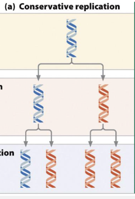 <p>one daughter duplex contains both parental strands and the other contains both daughter strants</p>