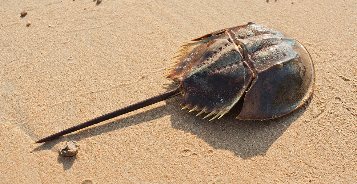 <p>Which class does this organism belong to in subphylum chelicerata?</p>