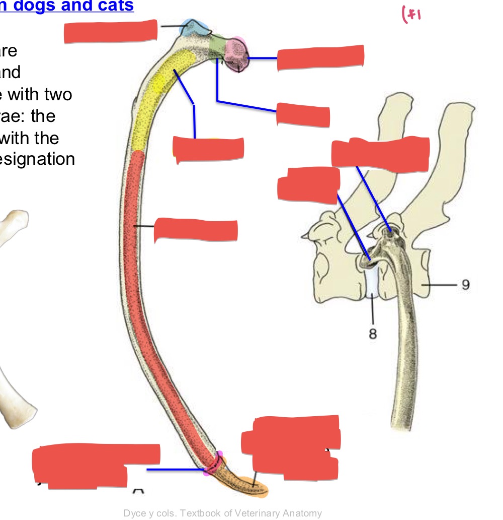 <p>Name the bone, location, and aspects</p>