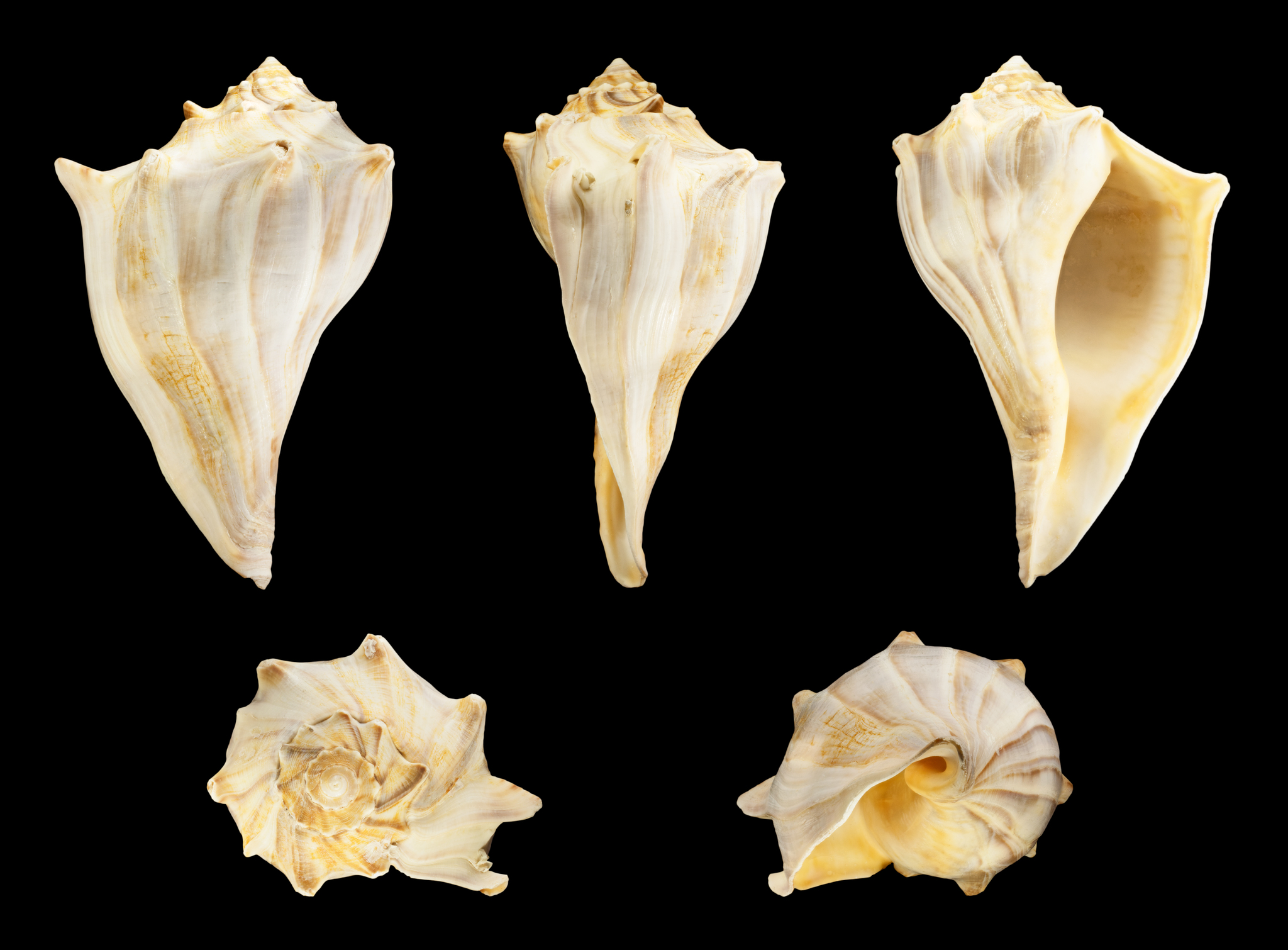 <p>Kiener's Whelk</p><p></p>