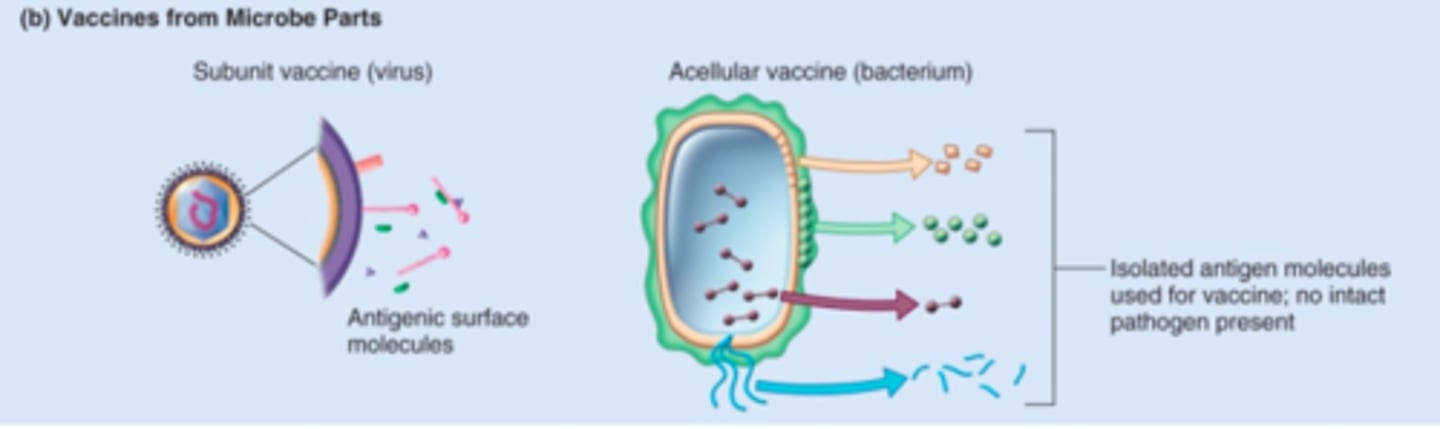<p>most antigenic parts of a microorganism, not whole, used to stimulate immune response</p>