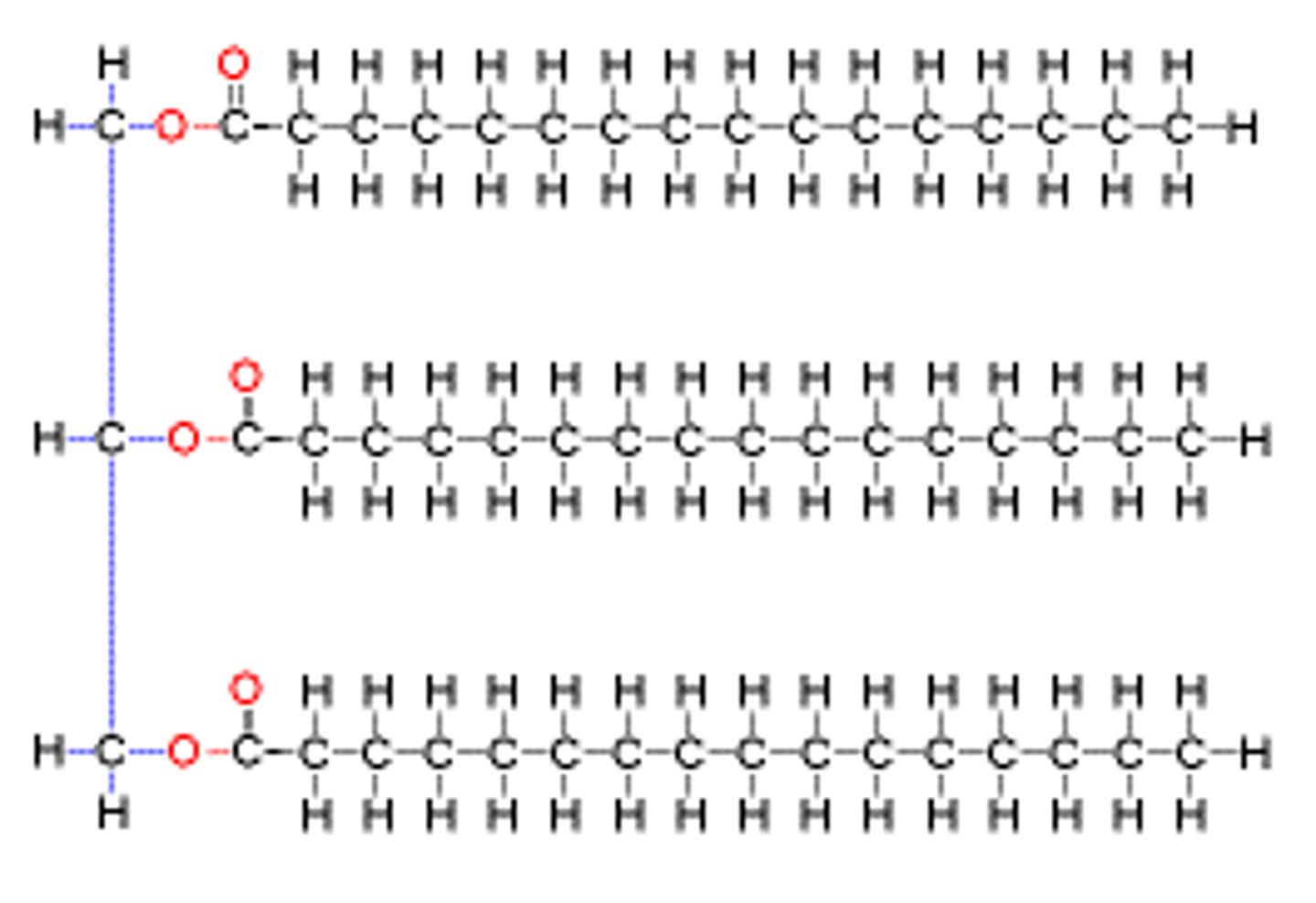 <p>glycerol backbone chemically bonded to fatty acids</p><p>- Glycerol + three fatty acids</p>