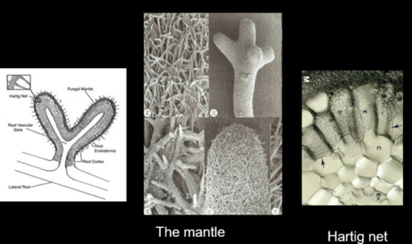 <p>fungi grow around plant cells, form sheath around root (mainly in conifers, beeches, oaks)</p>