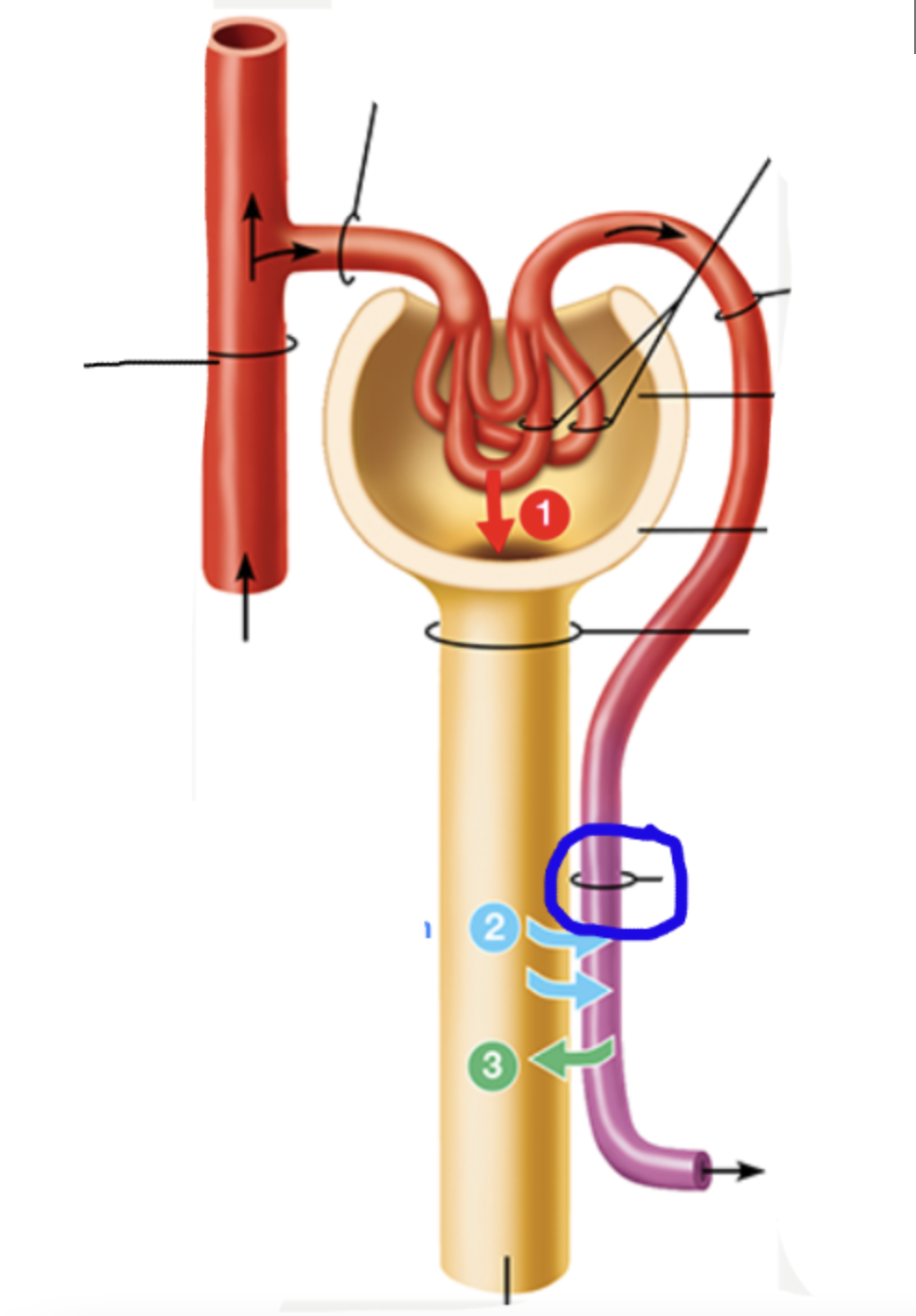 knowt flashcard image