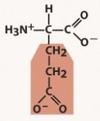 polar acidic, negatively charged R group
